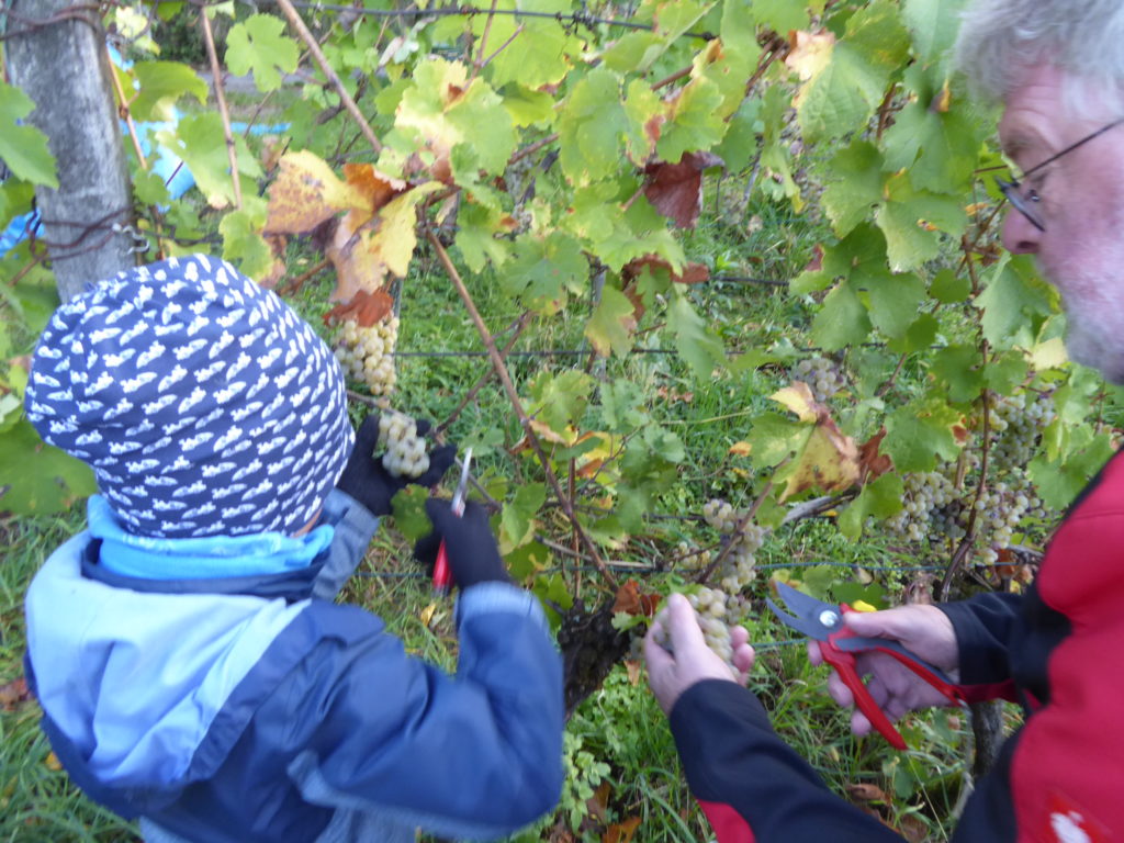 Herbsten des Rieslings